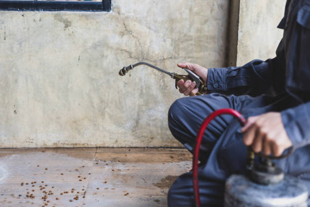 Best Affordable Pest Control Services  in Malta, IL